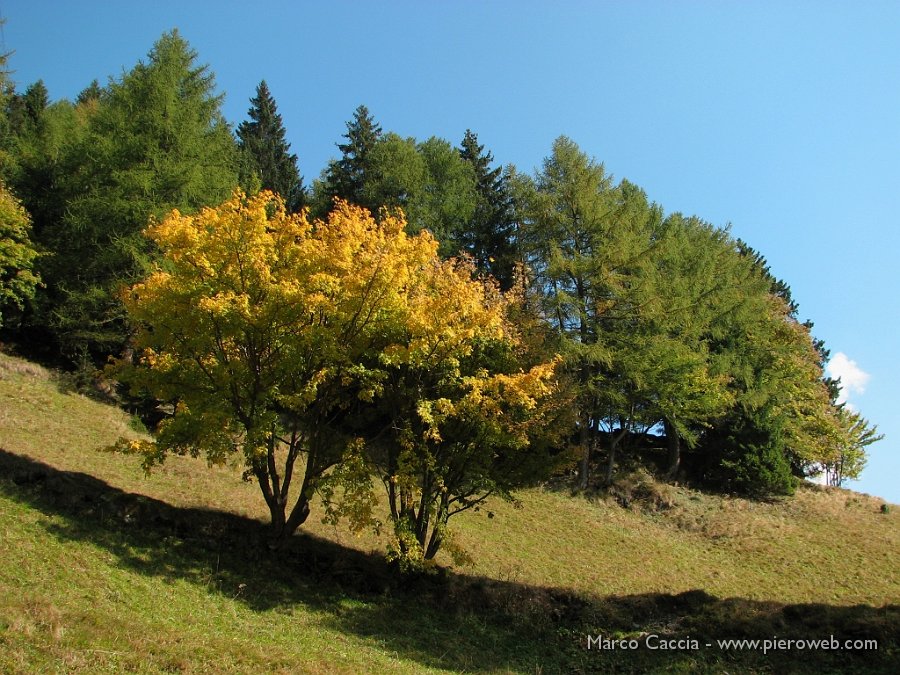 09_Colori autunnali in Valsambuzza.jpg